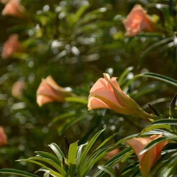 Thevetia peruviana - Oleandro del Perù