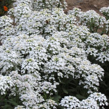 Iberis Fiore di giacinto gigante - Iberide