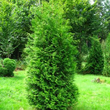 Thuja occidentalis Brabant - Tuia occidentale