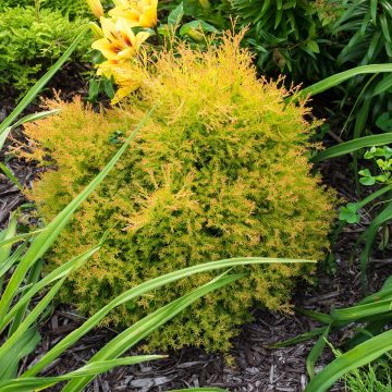 Thuja occidentalis Fire Chief - Tuia occidentale