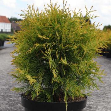 Thuja occidentalis Golden Globe - Tuia occidentale