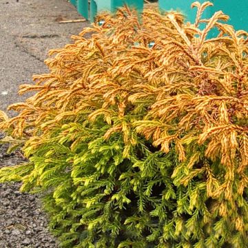 Thuja occidentalis Golden Tuffet - Tuia occidentale