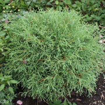 Thuja occidentalis Mr Bowling Ball - Tuia occidentale