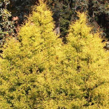 Thuja occidentalis Rheingold - Tuia occidentale