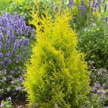 Thuja occidentalis Sunny Smaragd - Tuia occidentale