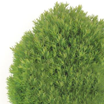 Thuja occidentalis Teddy - Tuia occidentale