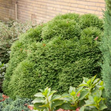 Thuja occidentalis Tiny Tim - Tuia occidentale