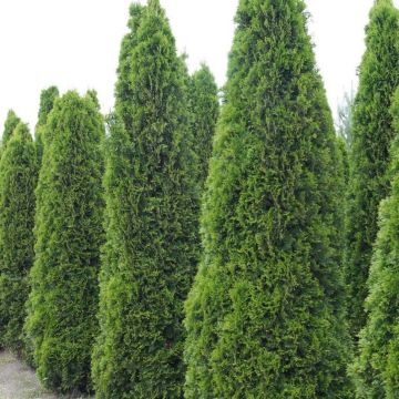 Thuja occidentalis Totem Smaragd - Tuia occidentale