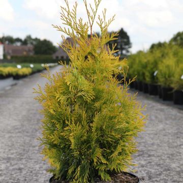 Thuja occidentalis Yellow Ribbon - Tuia occidentale