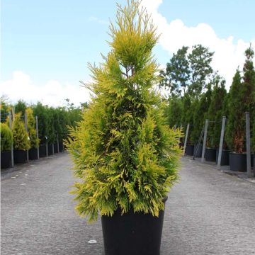 Thuja plicata 4 Ever Goldy - Tuia plicata