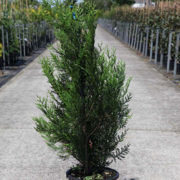 Thuja plicata Atrovirens - Tuia plicata