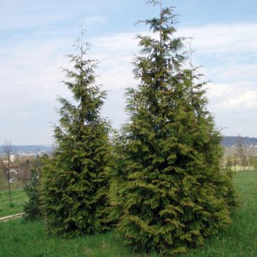 Thuja plicata Excelsa - Tuia plicata