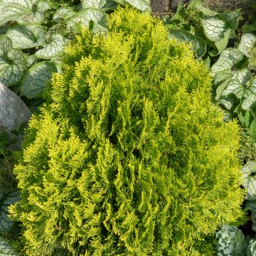 Thuja occidentalis Golden Smaragd - Tuia occidentale