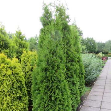 Thuja occidentalis King of Brabant - Tuia occidentale