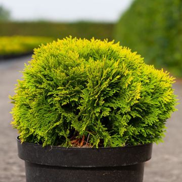 Thuja occidentalis Mirjam - Tuia occidentale