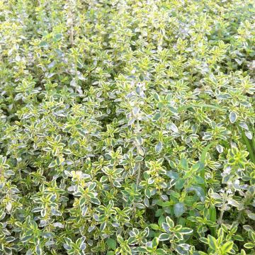 Thymus x citriodorus variegated - Timo limone pennacchio