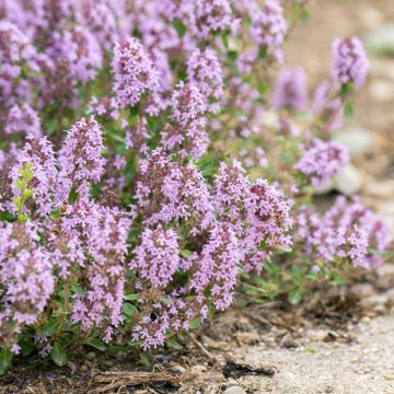 Thym citron Lammefjord - Thymus citriodorus