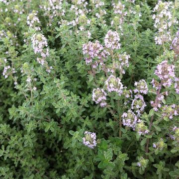 Thymus x citriodorus Silver Edge - Timo limone