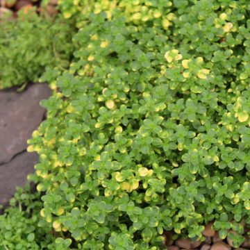 Thymus x citriodorus Doone Valley - Timo limone