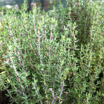 Thymus officinalis Bio - Timo