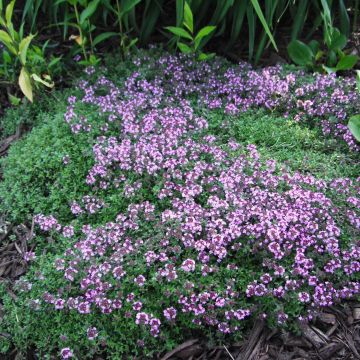 Thymus praecox Coccineus - Timo precoce