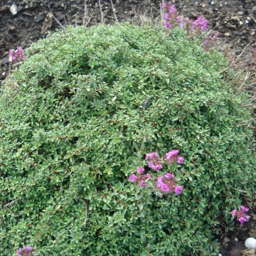 Thymus praecox Purple Beauty - Timo precoce