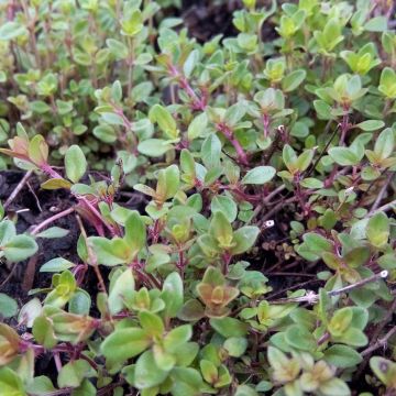 Thymus serpyllum - Timo serpillo