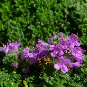 Thymus serpyllum Elfin - Serpillo