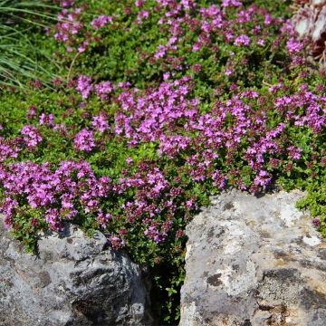 Thymus serpyllum Magic Carpet - Serpillo