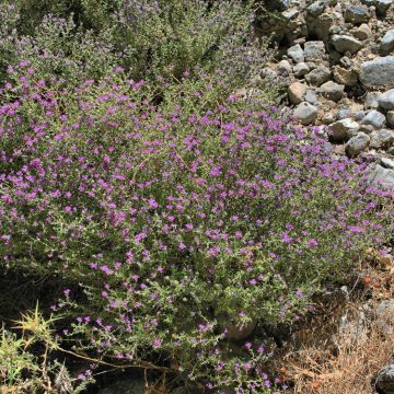 Thymus capitatus - Timo