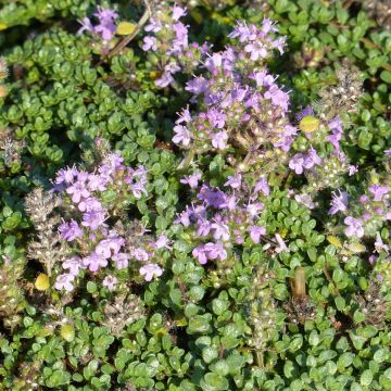 Thymus hirsutus - Timo