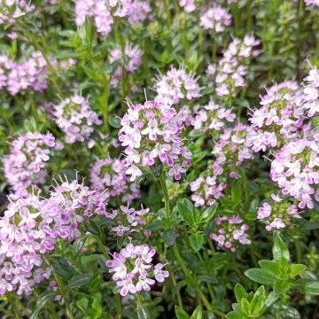 Thymus nitens - Timo