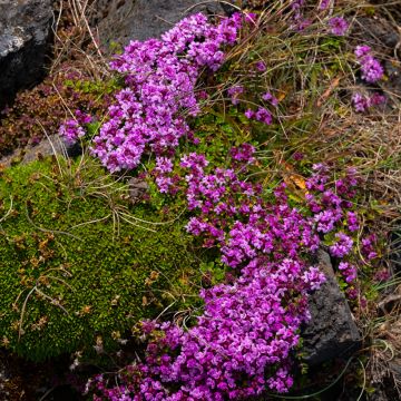 Thymus praecox Bressingham - Timo precoce