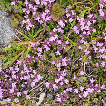 Thymus praecox Minor - Timo precoce