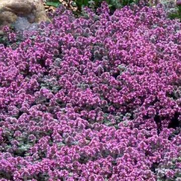 Thymus pseudolanuginosus (in vasetto) - Timo