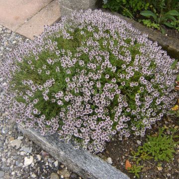 Thymus vulgaris Compactus - Timo compatto