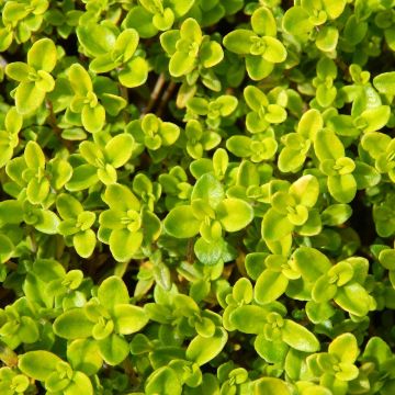 Thymus vulgaris Gold - Timo