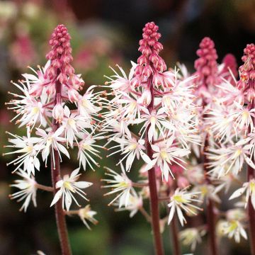 Tiarella Morning Star