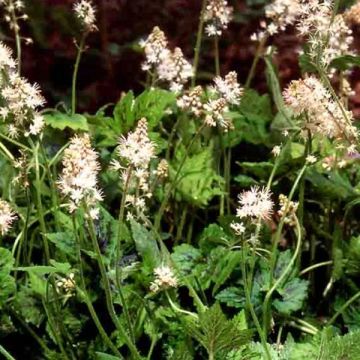 Tiarella Running Tiger