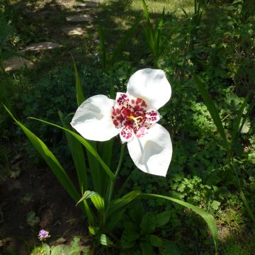 Tigridia pavonia Alba