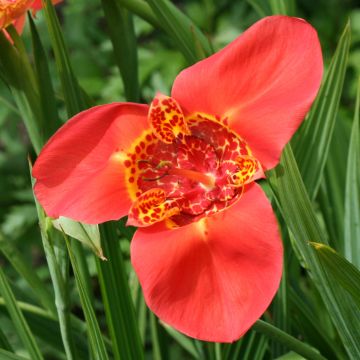 Tigridia pavonia Speciosa