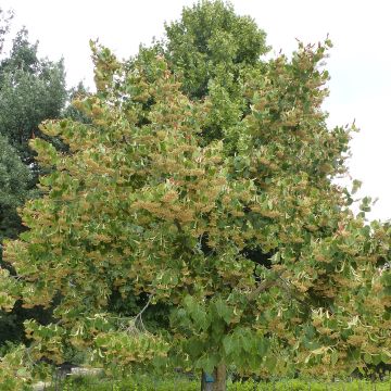 Tilia henryana - Tiglio