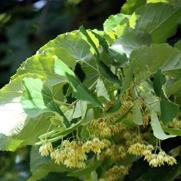 Tilia platyphyllos - Tiglio nostrano