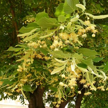 Tilia platyphyllos Rubra - Tiglio nostrano