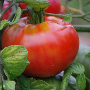 Pomodoro cuore di bue/Beefsteak Altaisky