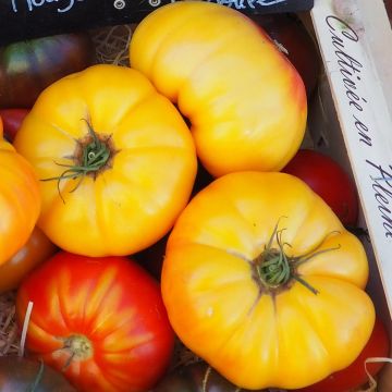 Pomodoro cuore di bue/Beefsteak Ananas (piante innestate)