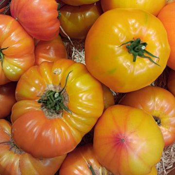 Pomodoro cuore di bue/Beefsteak Ananas