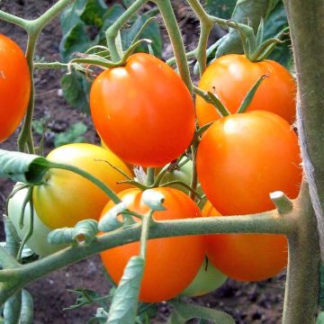 Pomodoro arancione Auriga