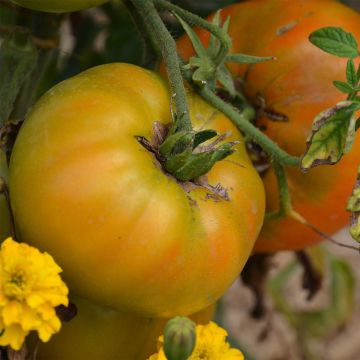 Pomodoro bicolore Big Rainbow