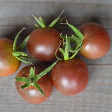 Pomodoro a colore scuro Black Cherry Bio